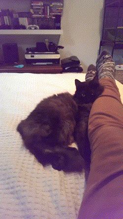 Don't move, human. Funny cat - so true