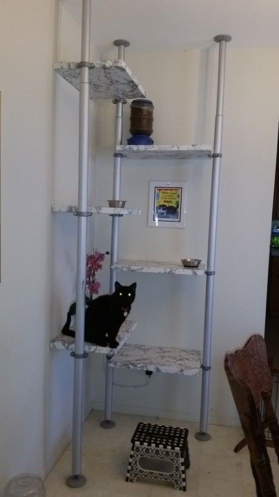 Feline Feeding Station  Have problems feeding kitties when t