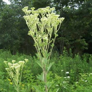 arnoglossum atriplicifolium - Google Search