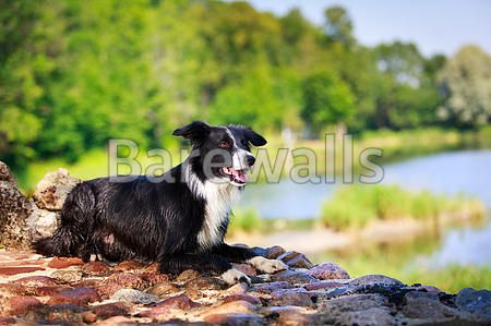 "Border Collie dog" - Dog posters and prints available at Ba