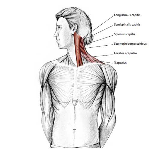 Common Neck & Shoulder Stretching Exercises | FrozenShoulder