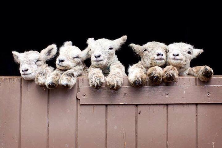 Cute little lambs