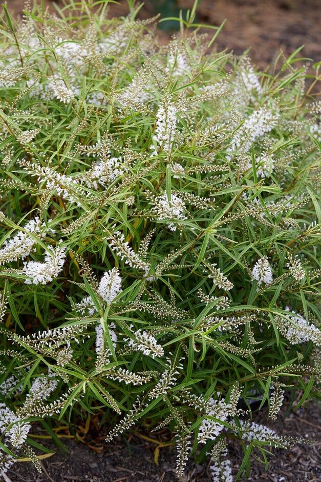 Veronica parviflora 'Palmerston' (H) | hebe 'Palmerston' Shr