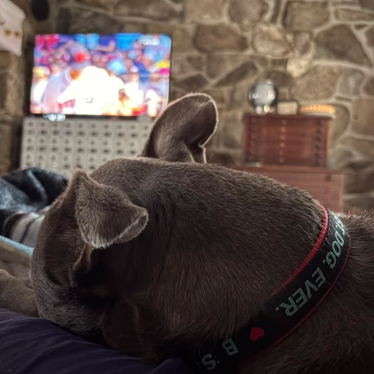 Penny Lane looked so comfy on the couch this afternoon that 