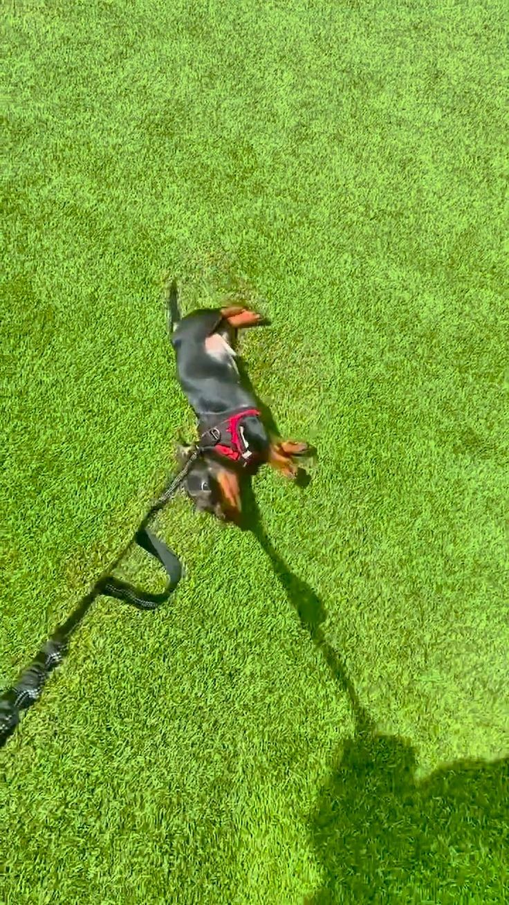 Leash training a puppy takes time, patience, and maybe a few