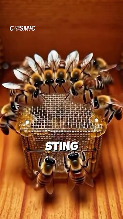A queen bee is locked in a cage, covered in honey, and dropp