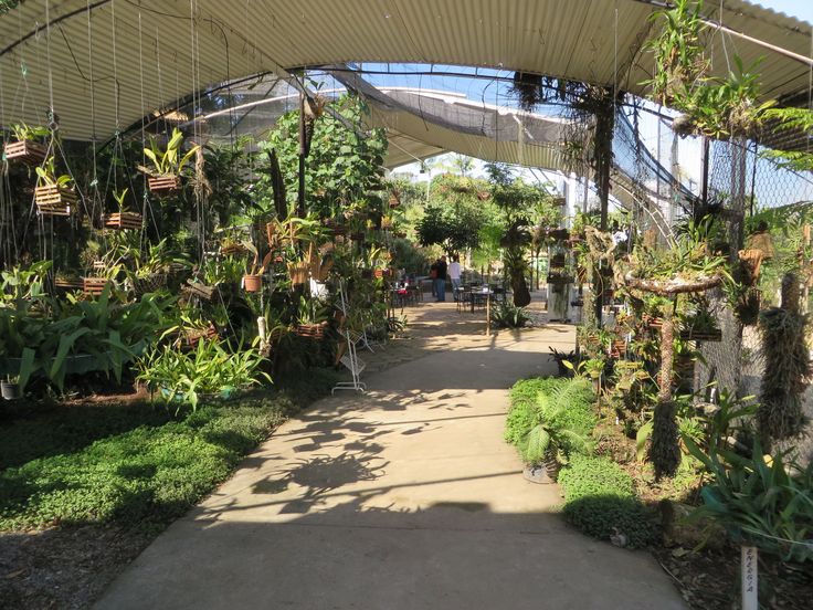 Conheça o Orquidário do Bosque Maia em Guarulhos, lá você en