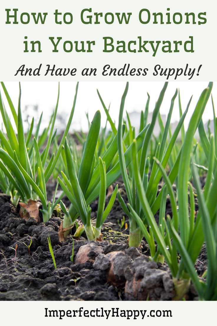 Grow your own endless supply of onions in your backyard gard