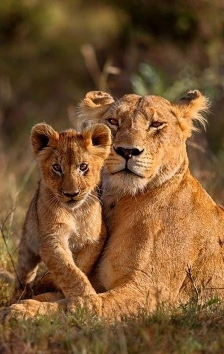 Mama Lion & her beautiful baby...