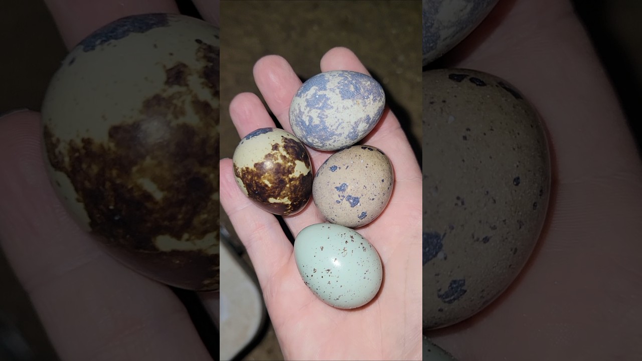QUAIL EGG HUNT 6-25-26 #coturnixquail #quail #quaileggs #cuteanimals #homestead #asmr #vlog #farming