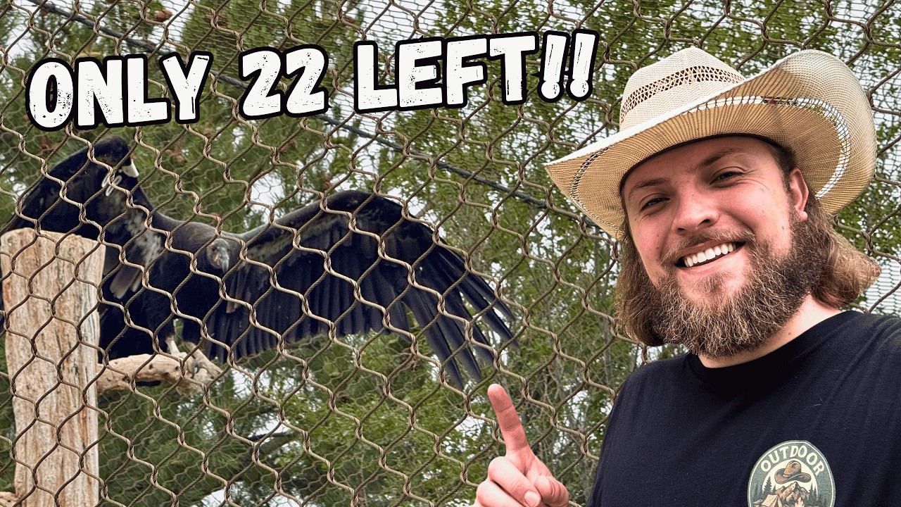 The BIGGEST Bird in the world is going Extinct!! And how we can fix it!