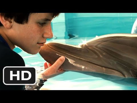     A Lonely Boy Saved an Injured Dolphin… What Happened Next Was Unbelievable