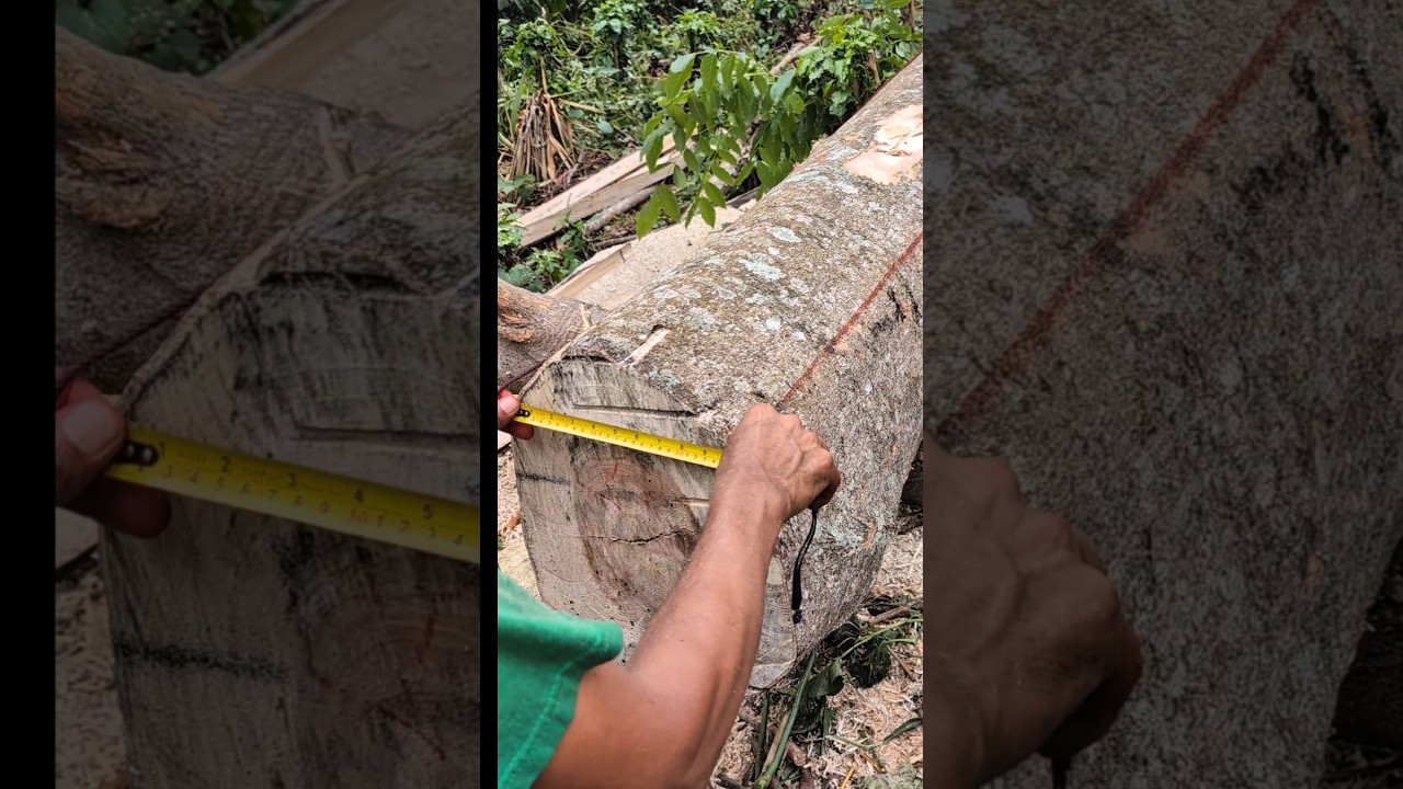 ¿Cómo aserrar tablas con motosierra? 💪🔥 #chainsaw #sthil #madera #asmr #woodworking