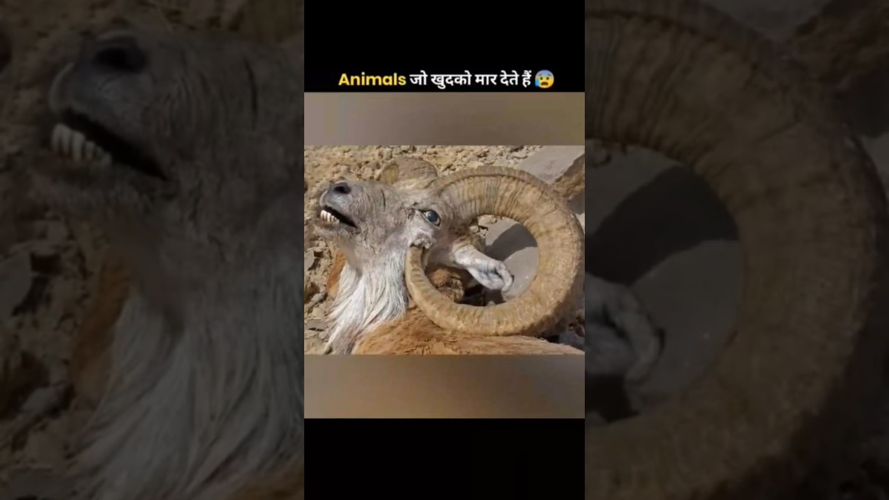 Animals That Kill Themselves 😰 | The Fact voice | #shorts #ytshorts
