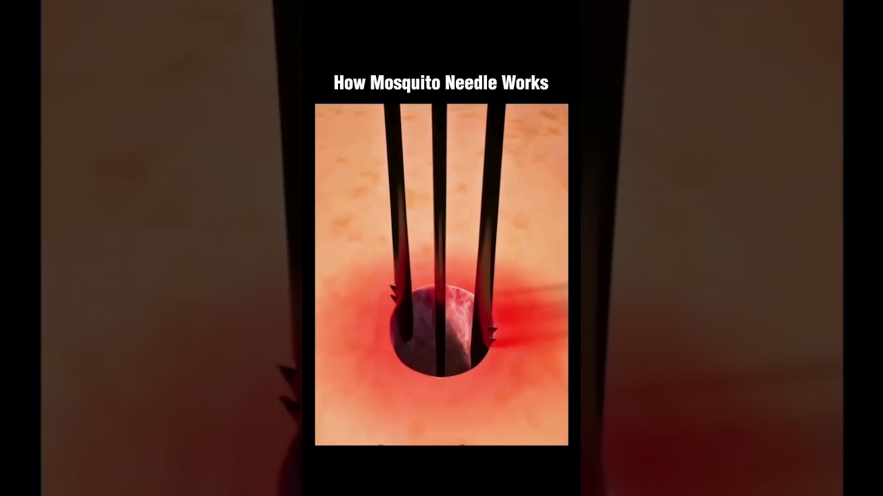 🦟 How Does a Mosquito Bite Actually Work? Amazing Animation Explained! | MyClass24