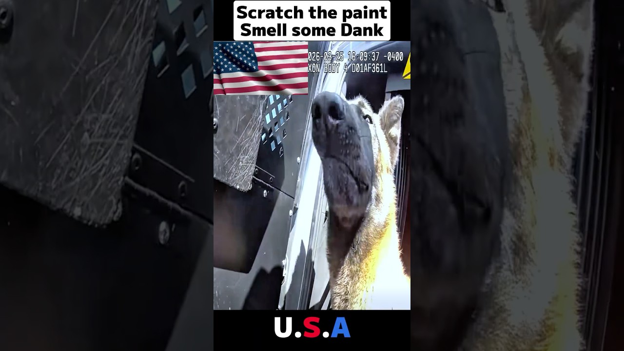 Police Dog = Him = That guy #policedogs #shorts #PoliceBodycam  #BodycamFootage #TrueCrime