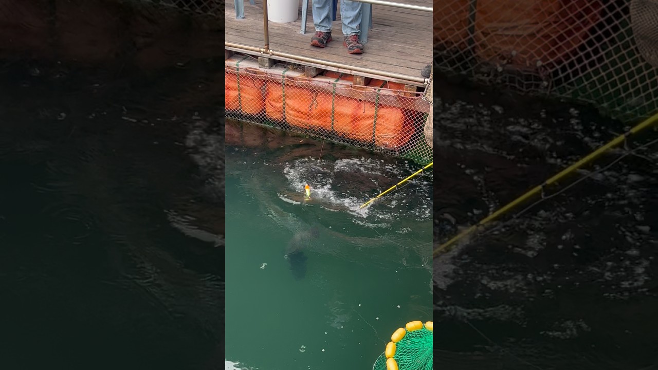 부러지고, 터지고… 험난한 여정 끝에 받은 한 마리 #낚시 #fishing