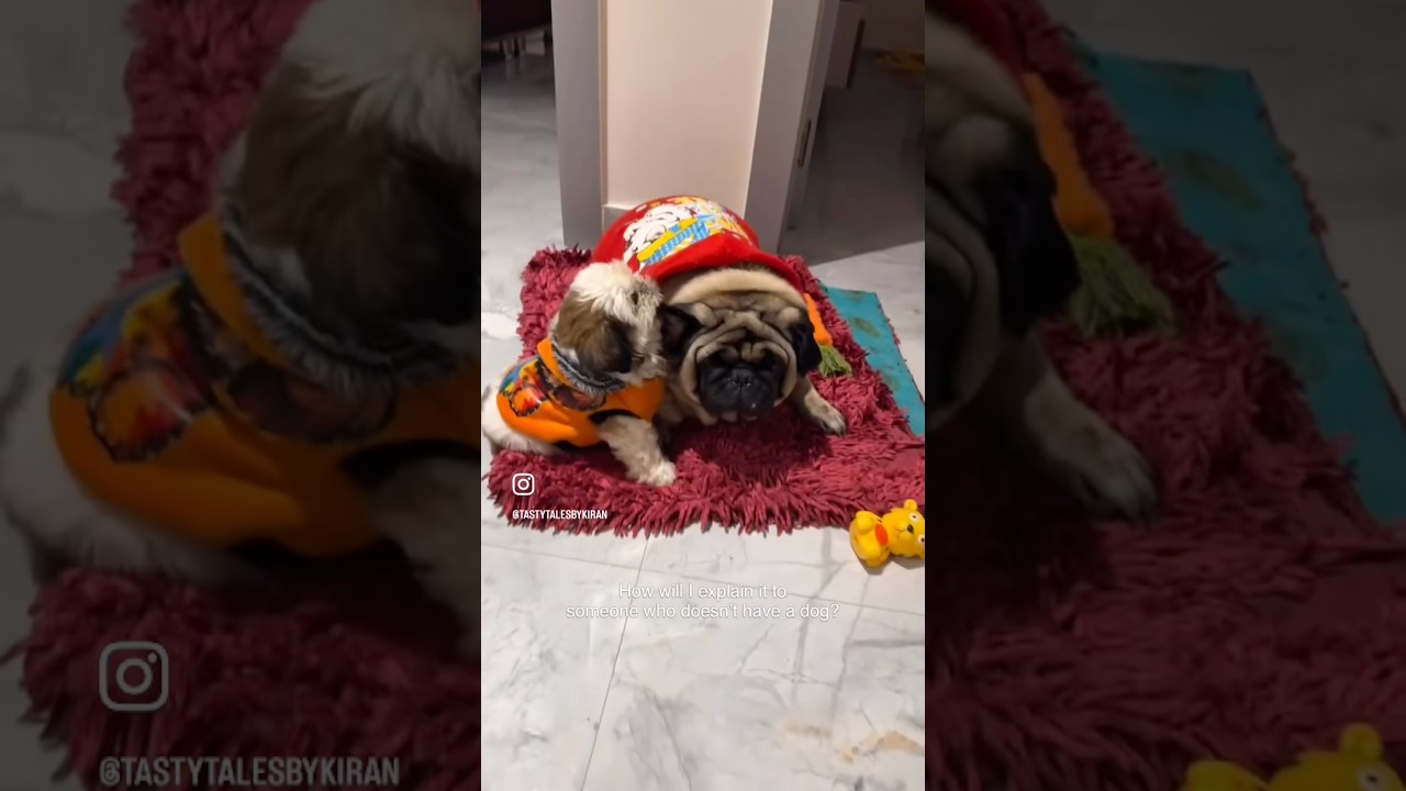 How Life Changes When You Have a Dog 🐾 | Shih Tzu Love