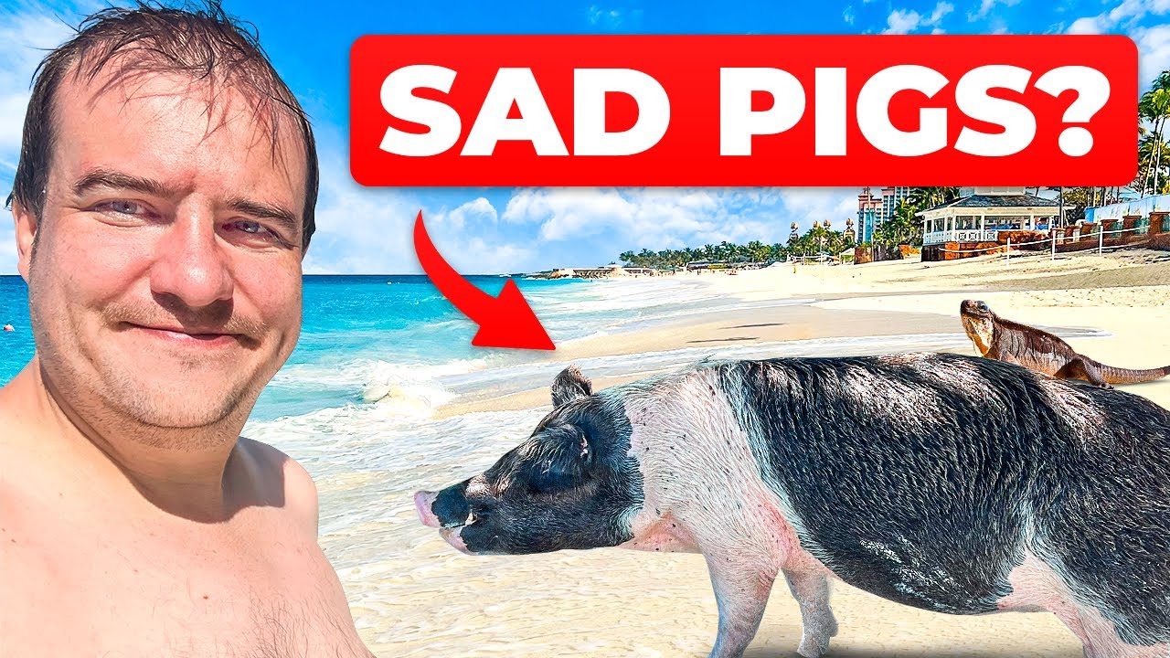 The Bahamas! Beautiful Islands and Sketchy Animal Tourism?