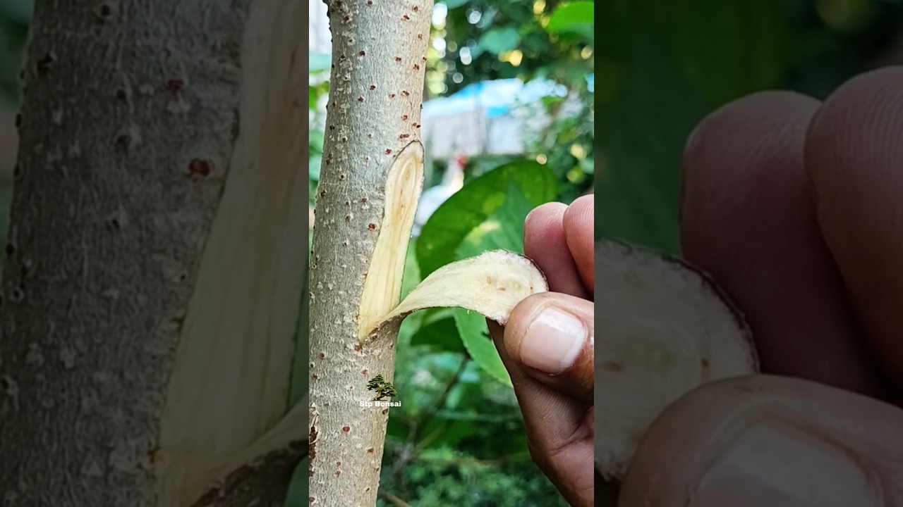Simple grafting in the morning 🌿🌳 #plants #garden #gardening #nature #craft #diy #grafting
