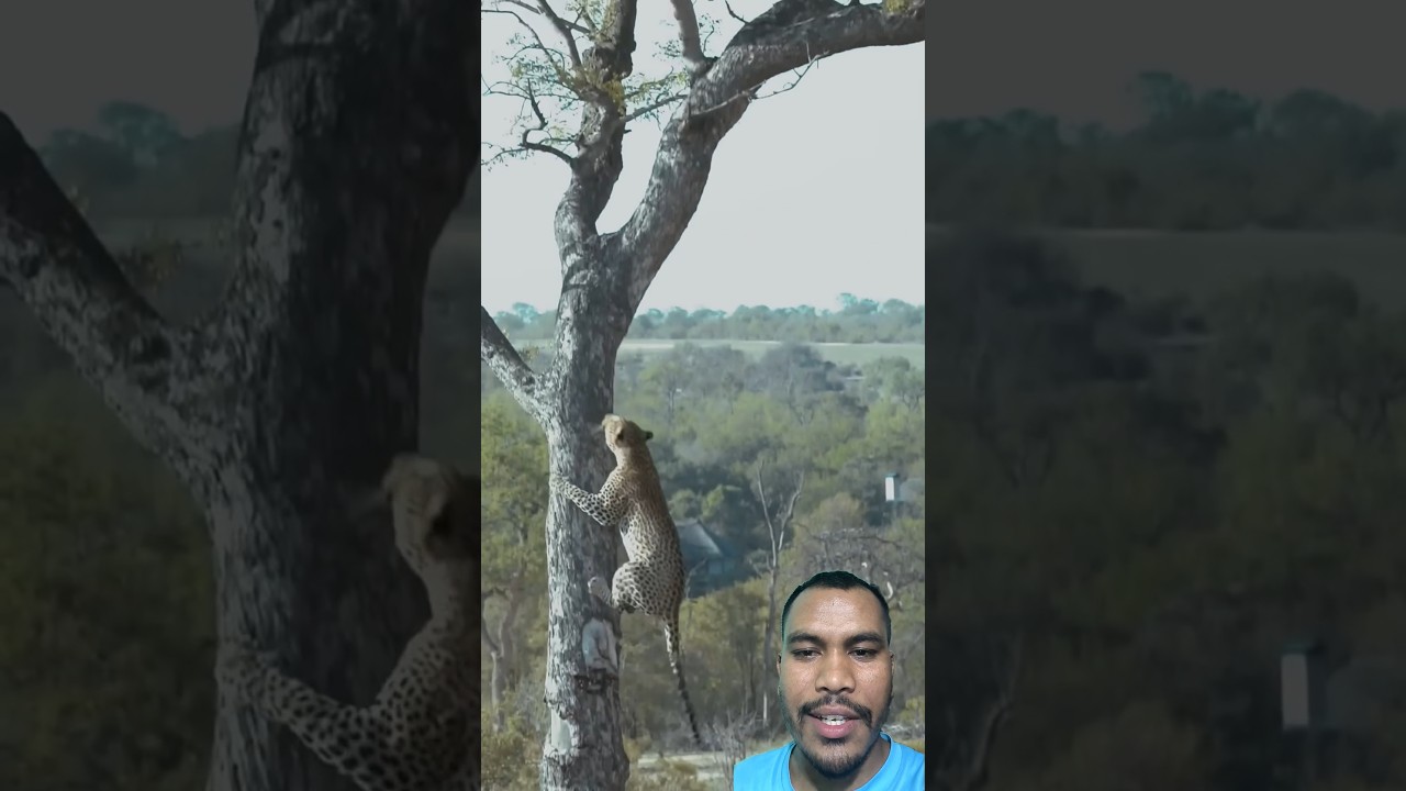 chituwa badh lions sanga yesari daraudo rahixa #trend #shots #tigerattack #tigers #lion #afraid
