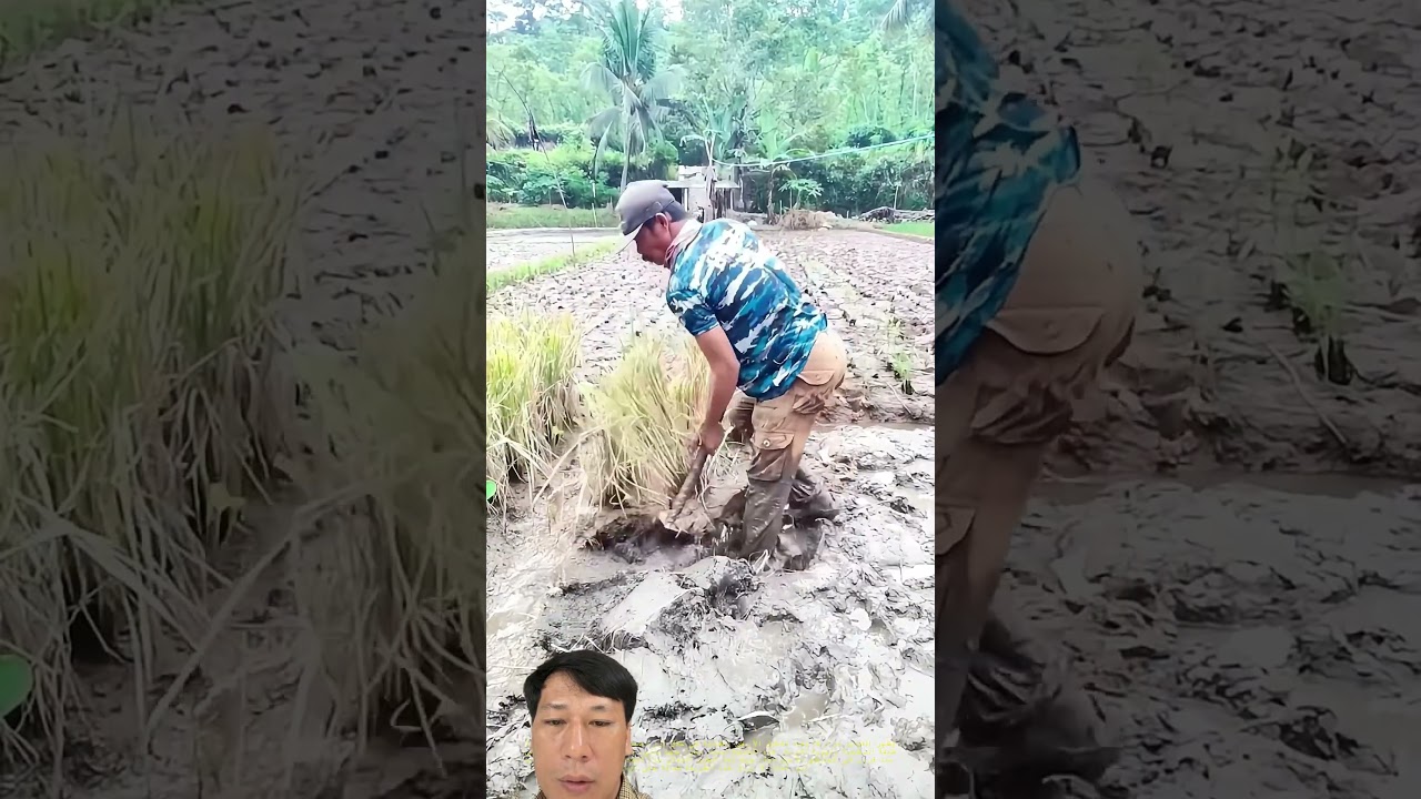 Farmer Works Hard in a Muddy Rice Field! 🌾💪 #farming #garden #agriculture