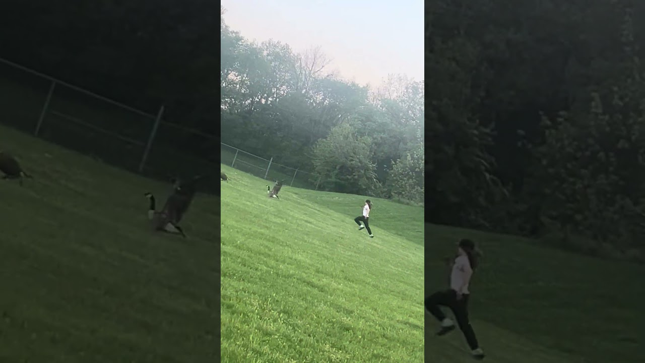 Goose video