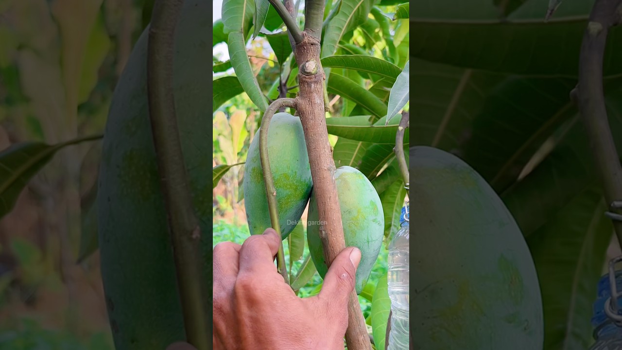 easy way to propagate mango plants🥭 #gardening #plants #shorts