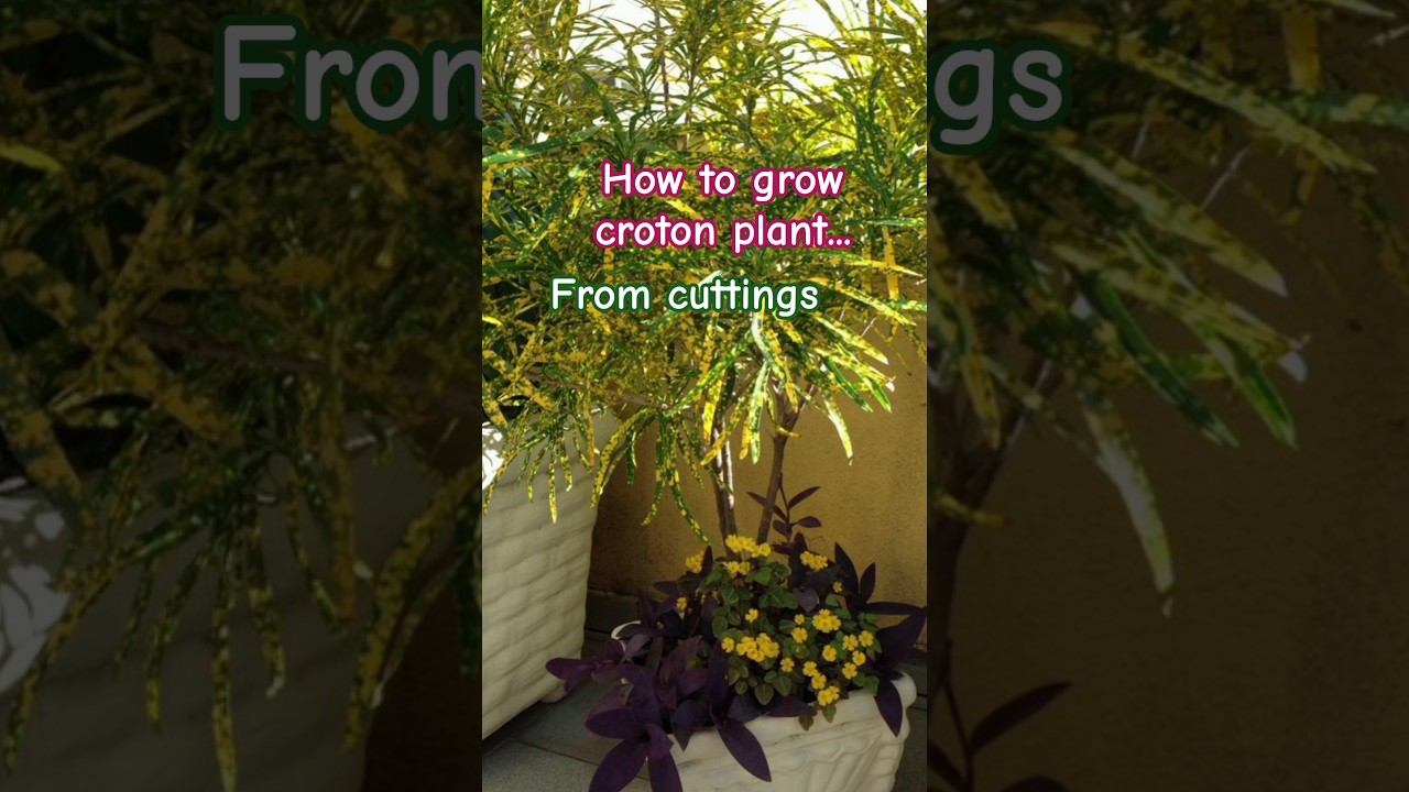 how to grow croton plant from cutting #decor #garden #indoorplants  #containergardening