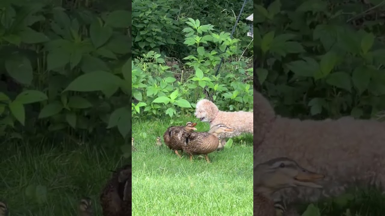 Dog gently follows duck family in Nicollet, Minnesota, USA