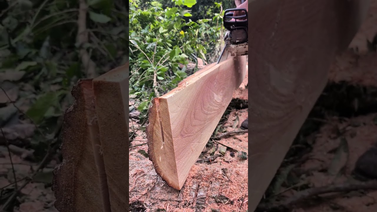 Aserrando las mejores tablas con motosierra 💪🔥 #chainsaw #sthil #madera #asmr #woodworking