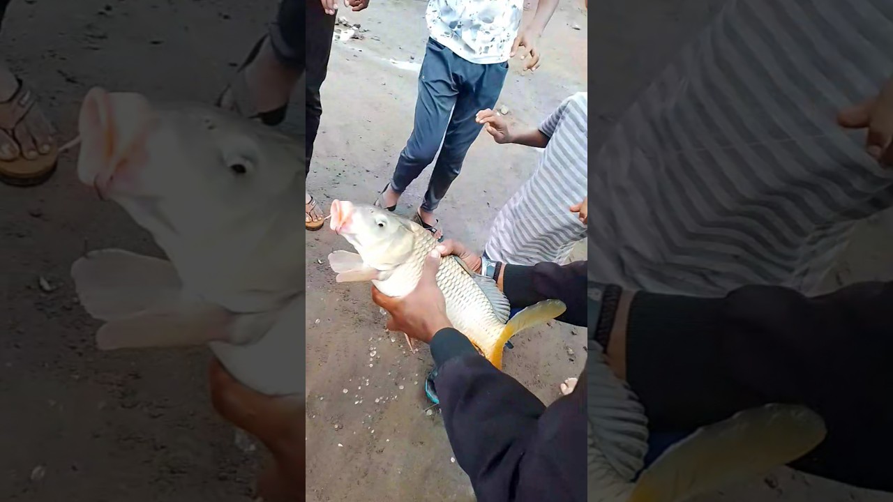 🎣 BIG FISH CATCH IN RIVER | Amazing Fishing Adventure #fishing #trending #youtubeshort #fish #short