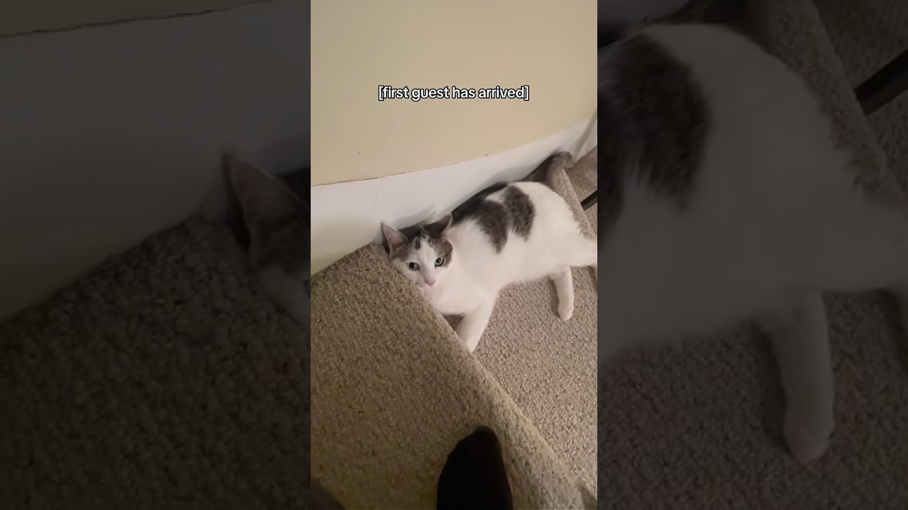 Adorable socially awkward cats.🤣🐾#foryou #cutecat #funnycats #socialphobia