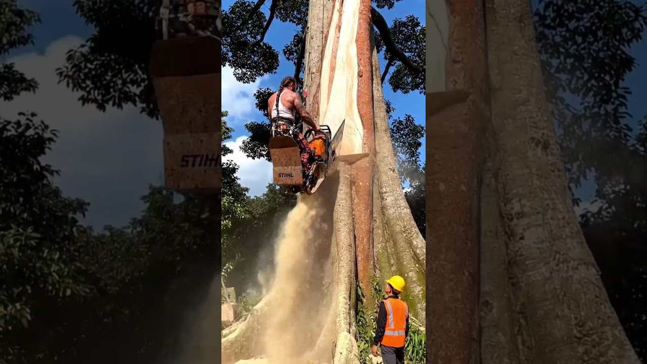 chaisaw old action #fyp #chainsaw #wood #woodworking #tree
