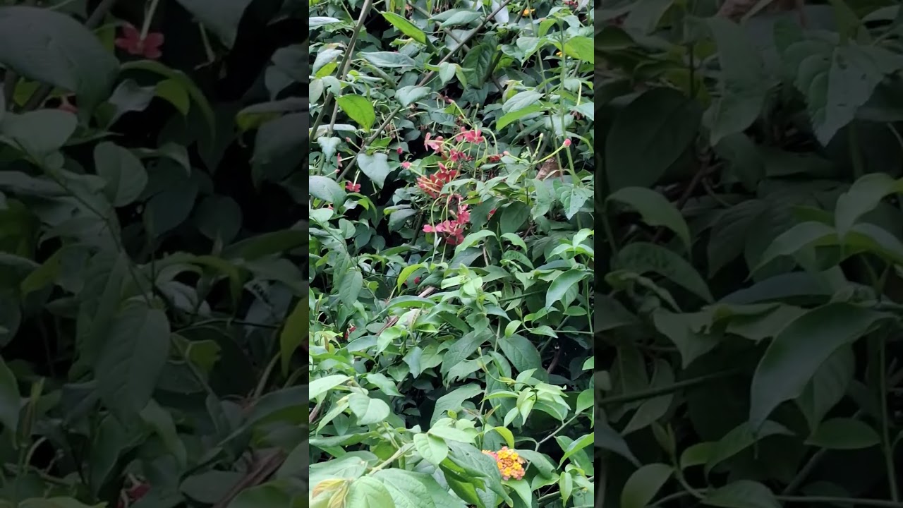 Madhumalti & leteena  flowers