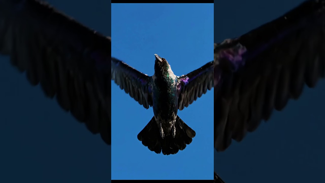CROWS REMEMBER HUMAN FACES #shorts #fyp #animals #didyouknow