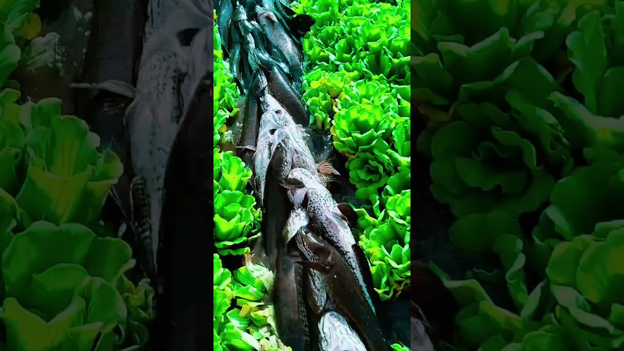 ikan Monster Bermunculan di Rawa Ini 😱 #shorts  #survival #survivalindonesia #wildlife #monsterfish