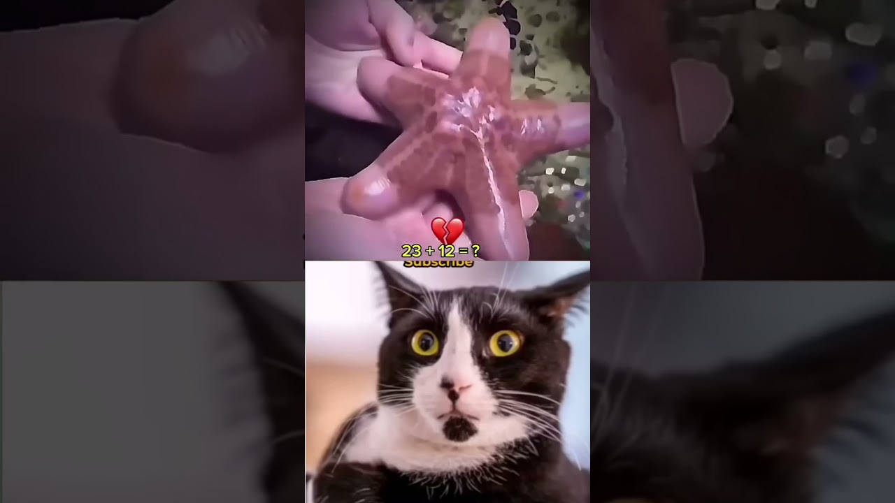 Cat Reaction #cat #catfunny #funny #memes00:05