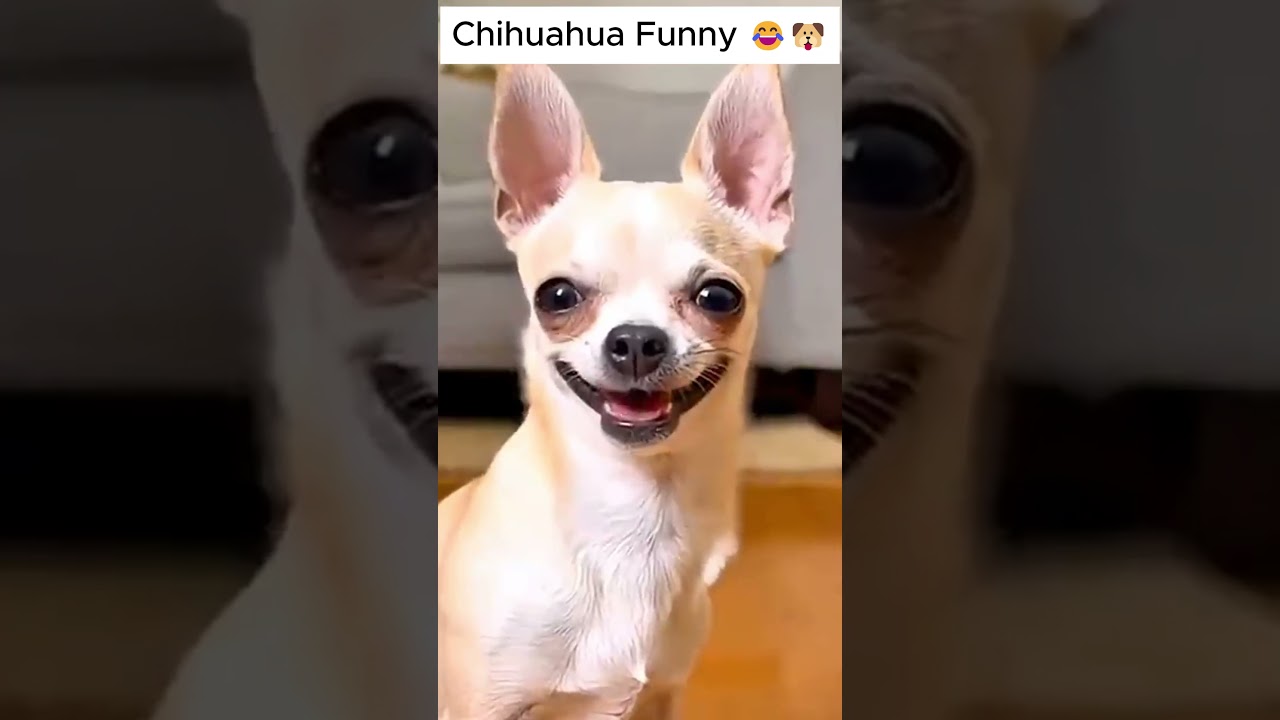 Mr. chihuahua Crazy 🐶🤣#pranks #pets #dogs #chihuahua #usa