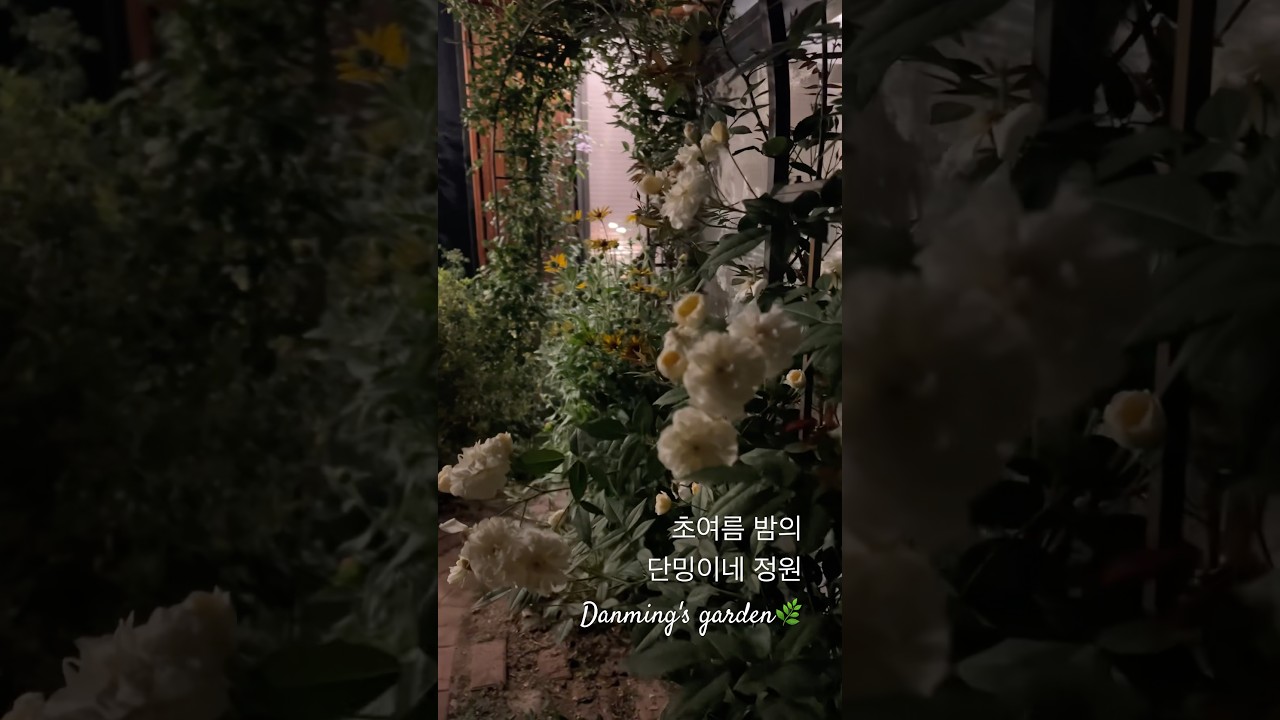 초여름 밤의 단밍이네🌿✨🌛 #가드닝 #gardening #garden