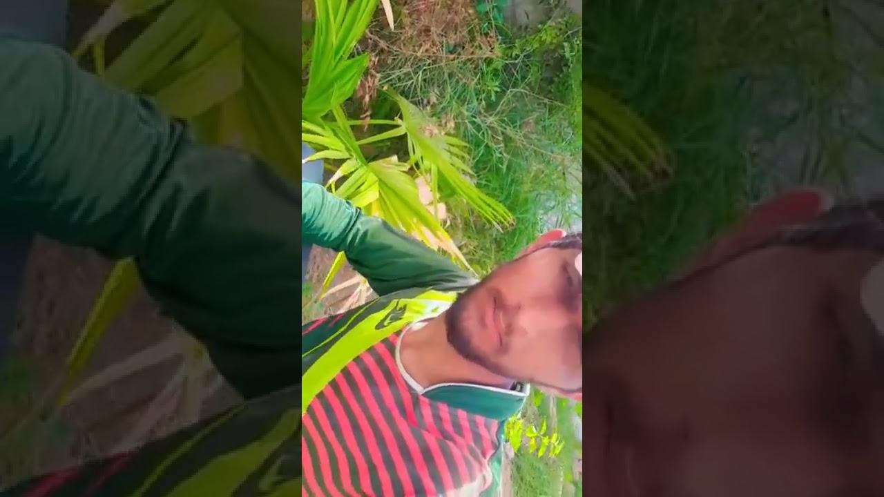 benifits of dates and How dates production  2022 latest video