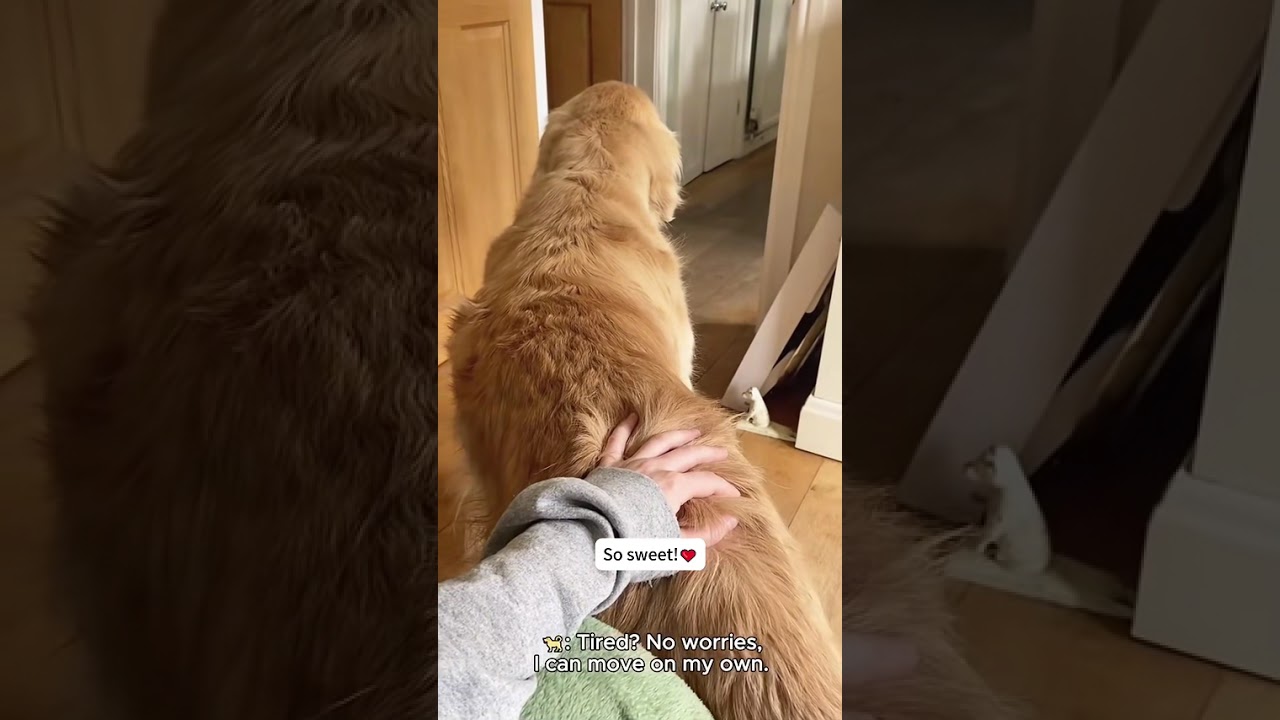 When a dog can't feel being petted#fyp #dog #dogwithfriend #dogsoftiktok #dogs
