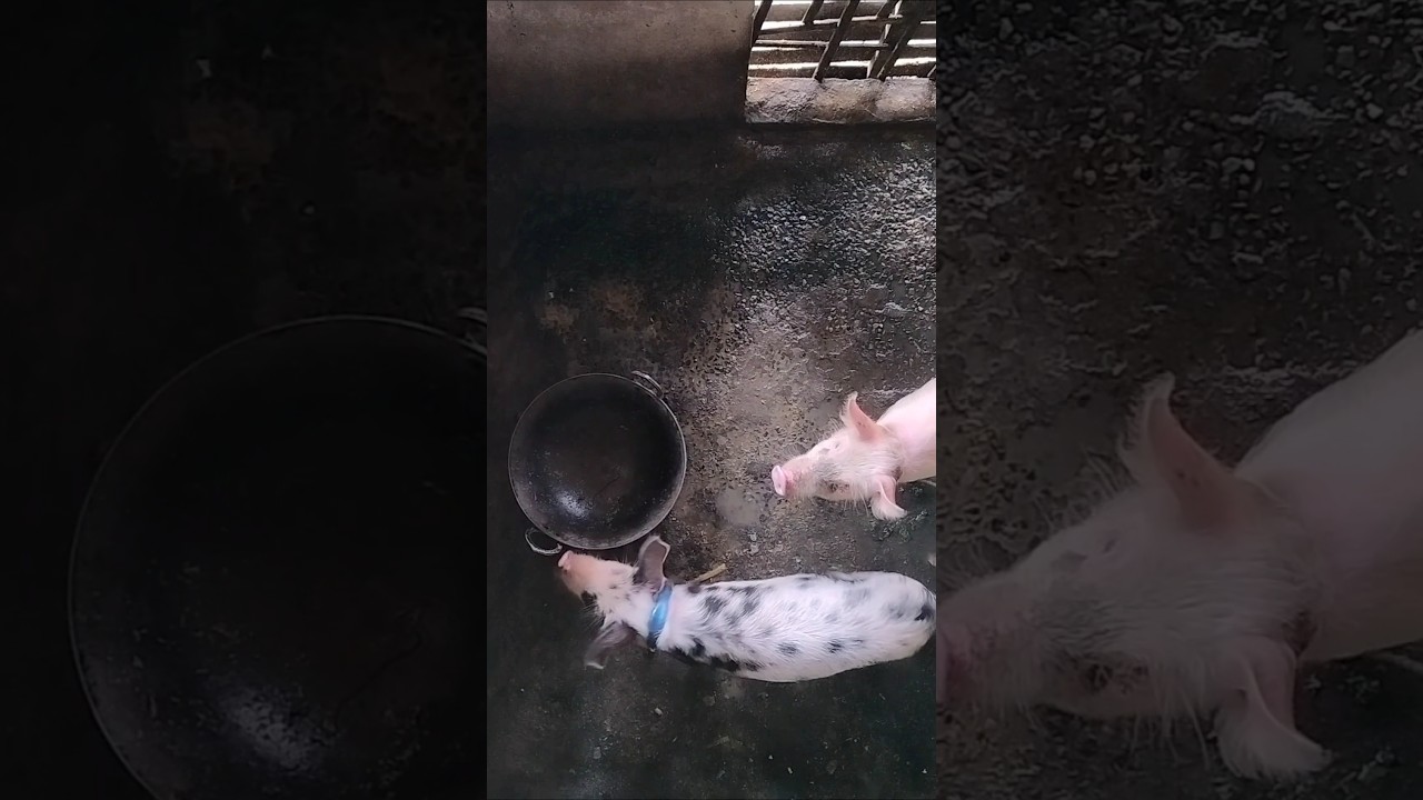 Pig Feeding 👍👍#shorts #food #villagerlifestyle #youtubeshorts @DailyVlogWithB.B