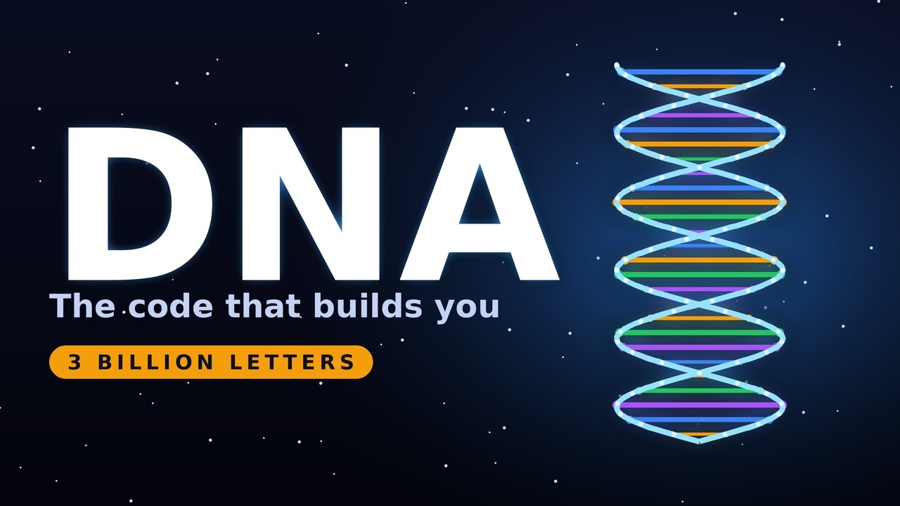 DNA, Explained: The Code That Builds You