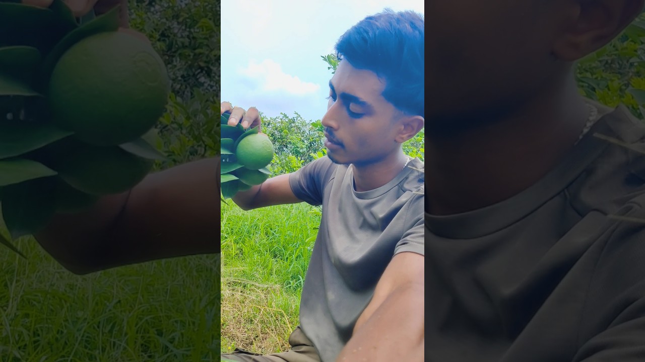 বারি ১১ পয়সা মাল্টা #agriculture #garden #farming #agromartbd #agriparadise #agriparadise #dreamagro