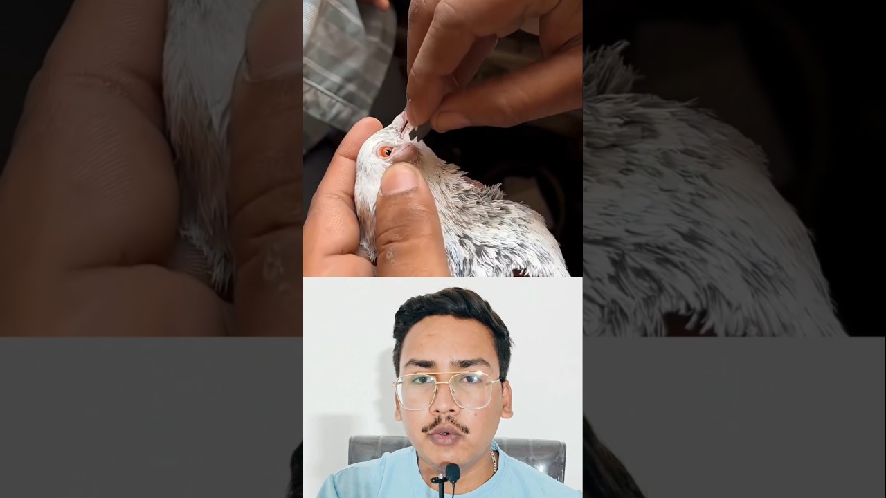 The Pigeon Proved Karma is 100% Real #shortsviral #tranding #viral #shorts #millionairemindset