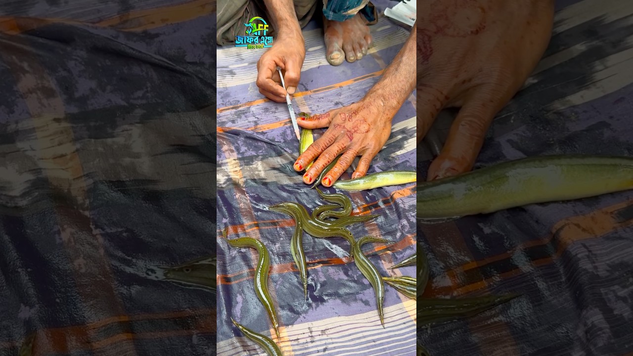 বিনা খাবারে মাছ চাষ করুন | তারাবাইম মাছের পোনা #fishfarm #fishing #reelsvideoシ
