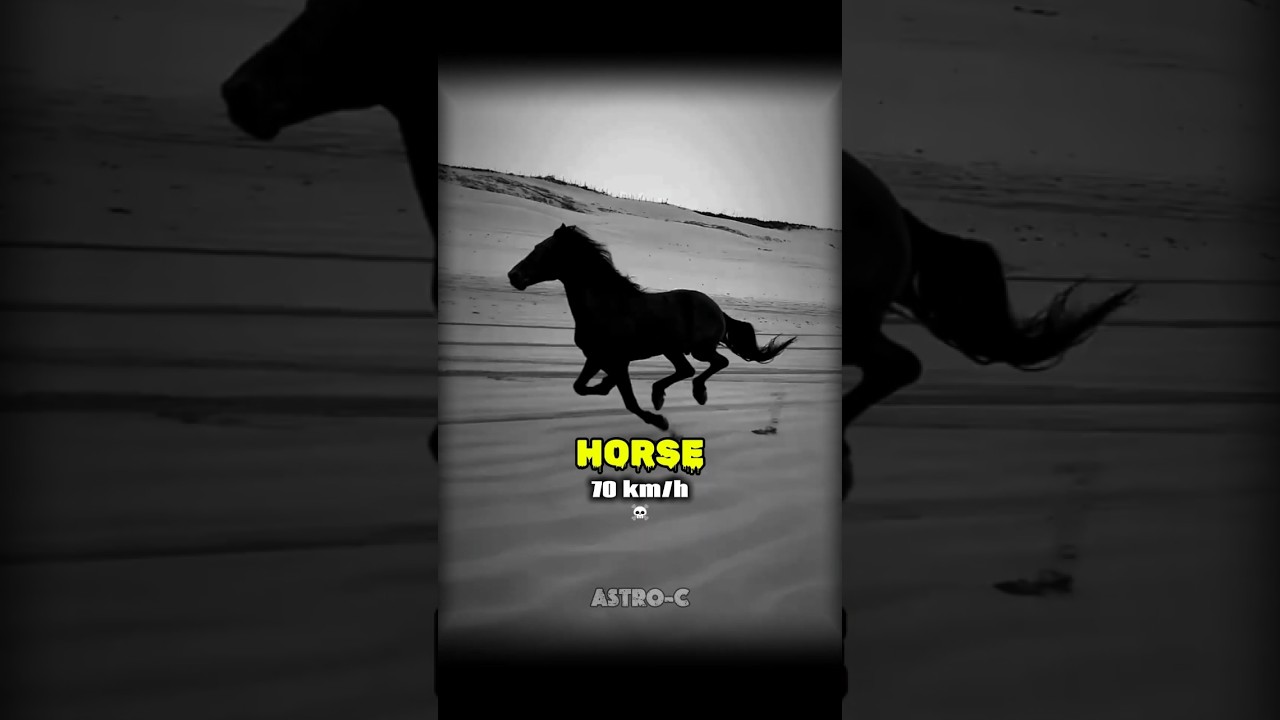 Human vs Fastest Animals #human #astronomy #animal #science