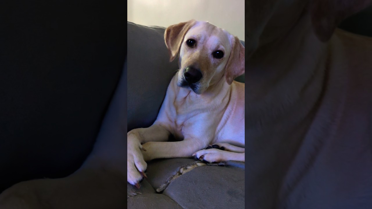 Best clips of Lily from this year #dog #cute #labrador #puppy