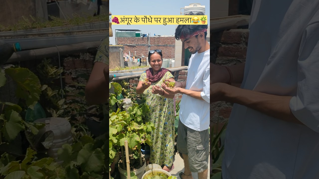 🍇अंगूर के पौधे पर हुआ हमला😂🪴#viral#garden#gardening#terracegarden#organicharvesting#grapes